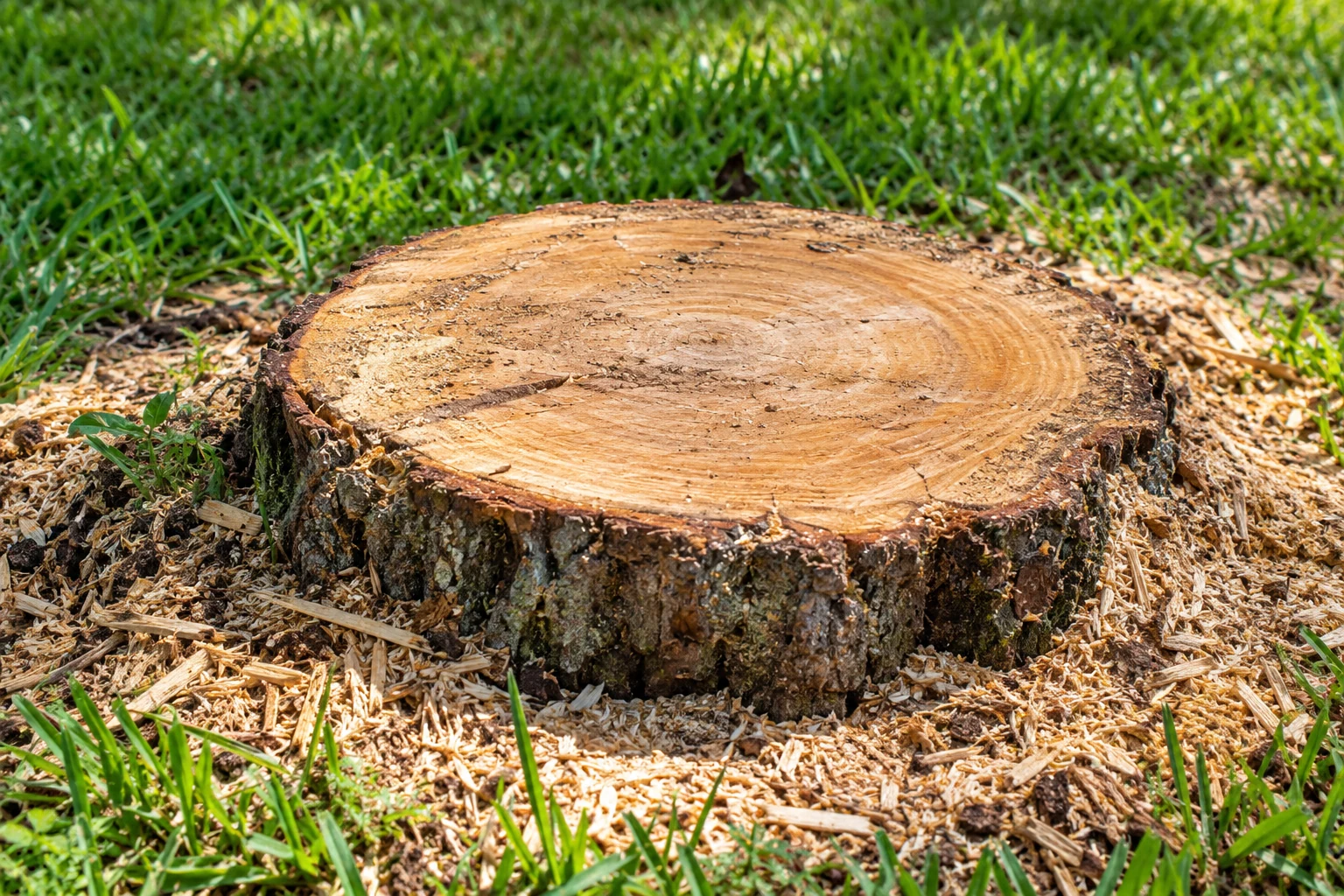 Stump Grinding landscape in Sarasota