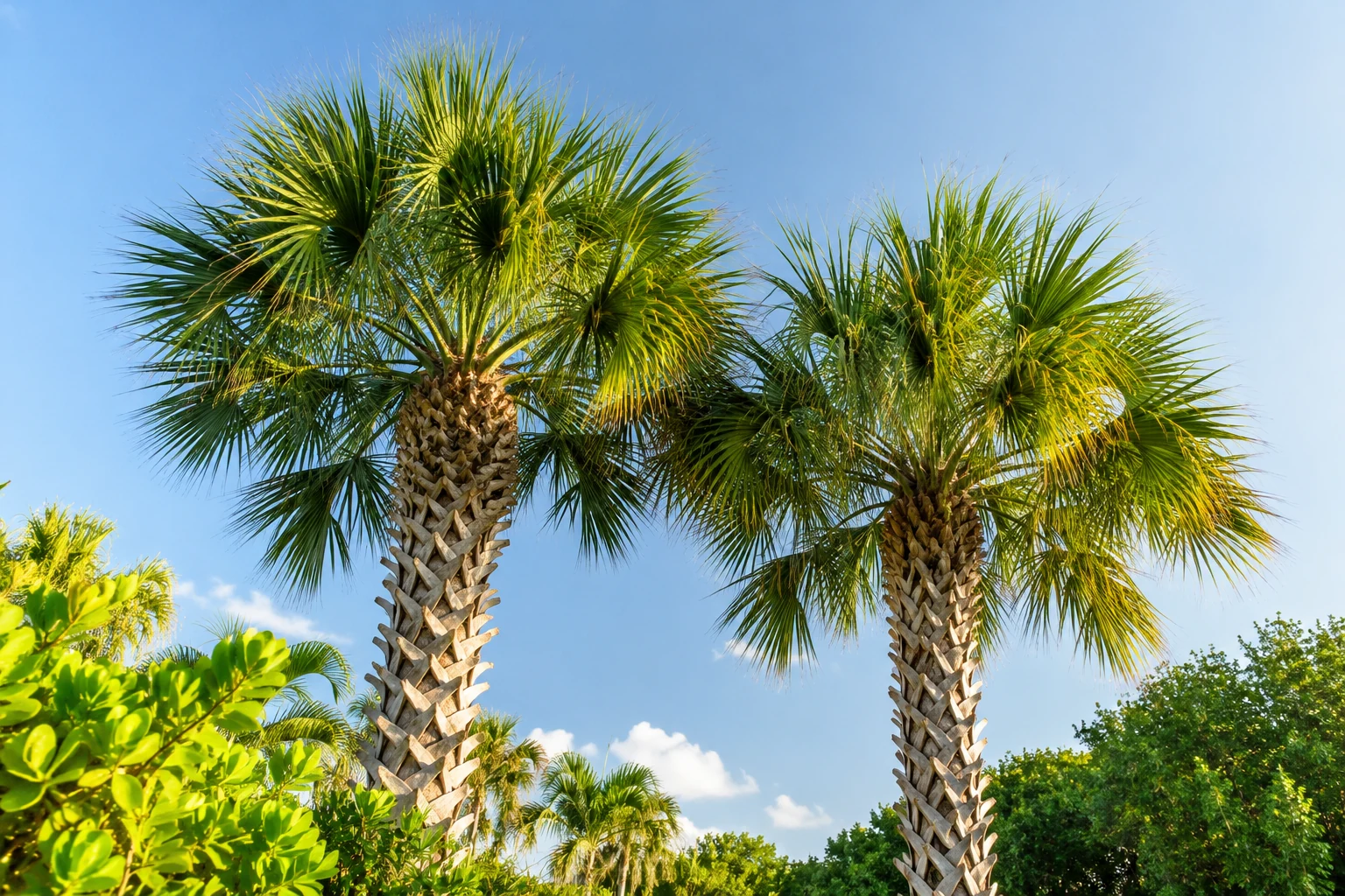 Healthy sabal palm crowns against a blue Florida sky