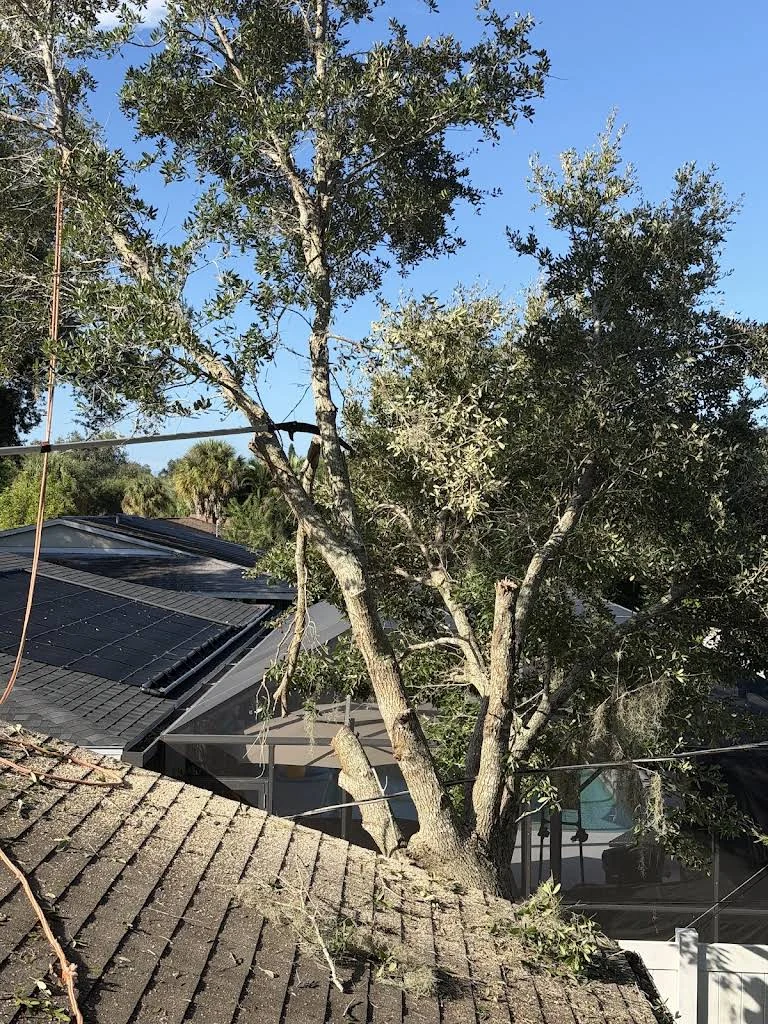 Tree canopy work beside a screened pool enclosure