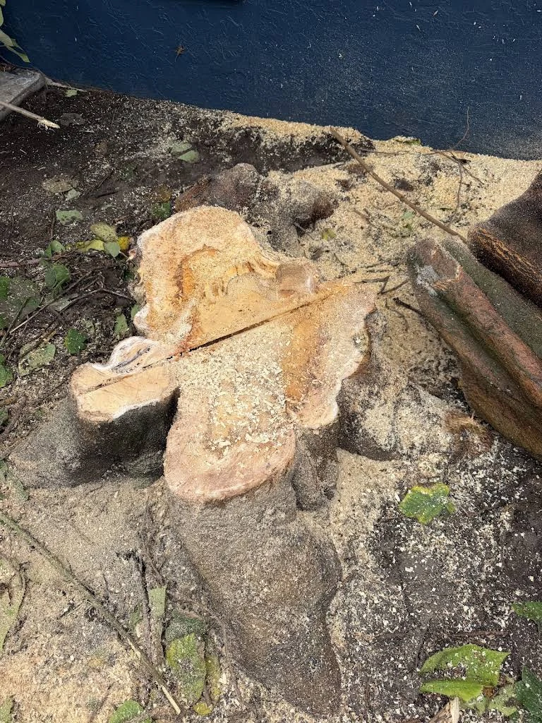 Freshly cut tree stump beside a building